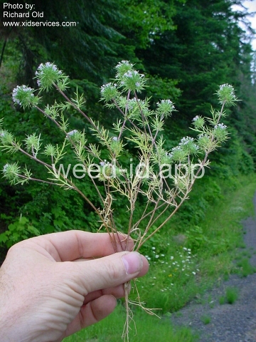 navarretia, needle-leaf